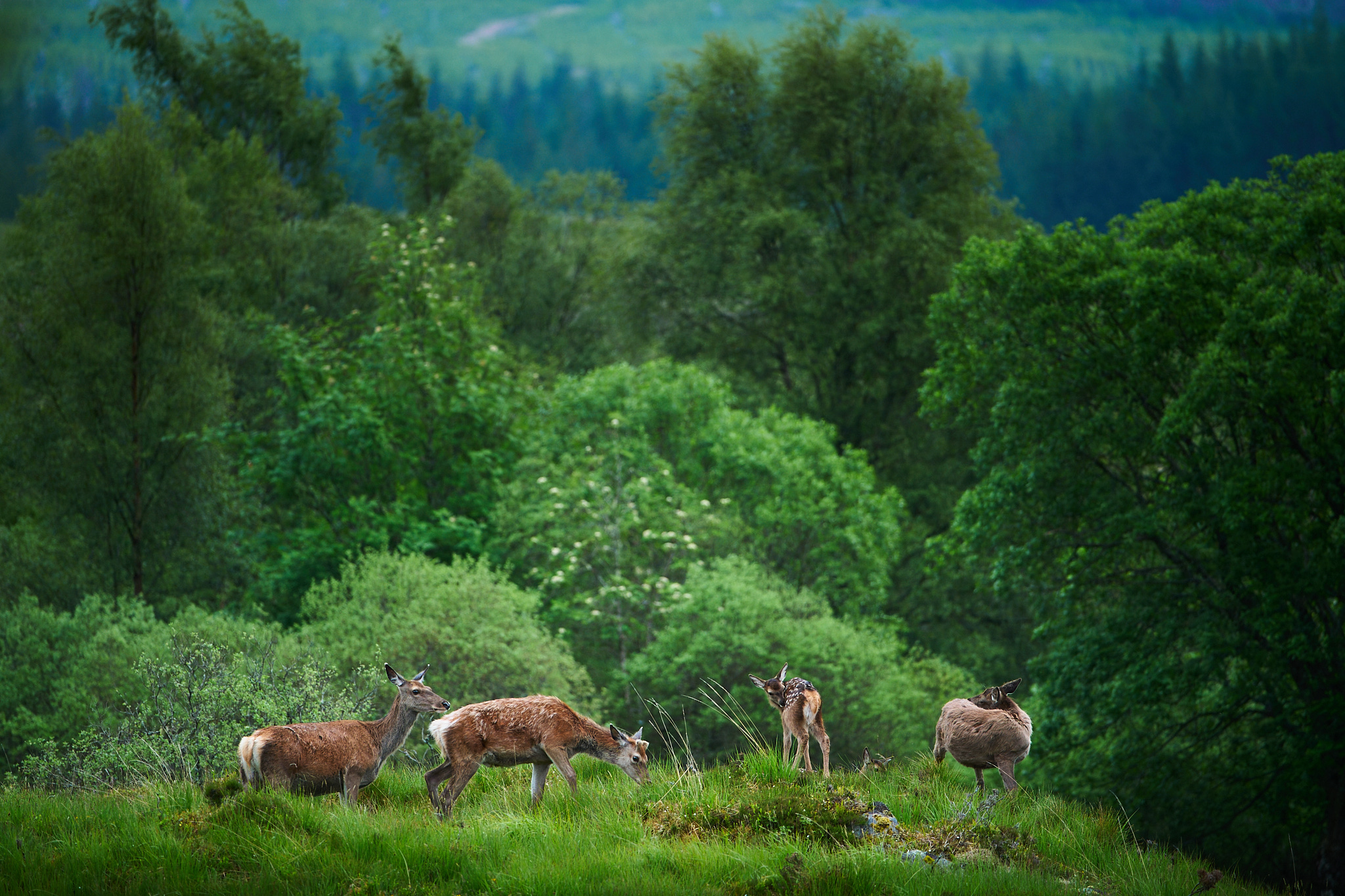 Red Deer family